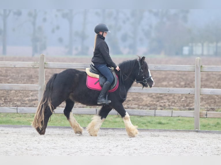 Cob Irlandese / Tinker / Gypsy Vanner Castrone 6 Anni 125 cm Morello in Bogaarden