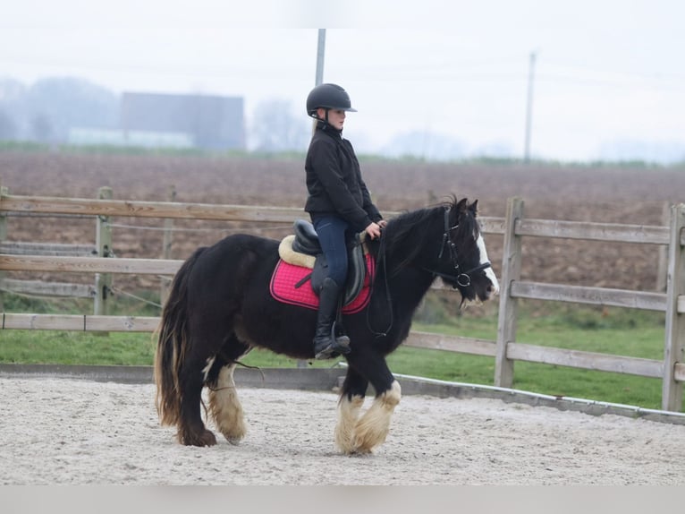 Cob Irlandese / Tinker / Gypsy Vanner Castrone 6 Anni 125 cm Morello in Bogaarden