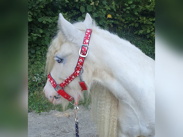 Cob Irlandese / Tinker / Gypsy Vanner Castrone 6 Anni 126 cm Cremello in L&#xF6;ptin