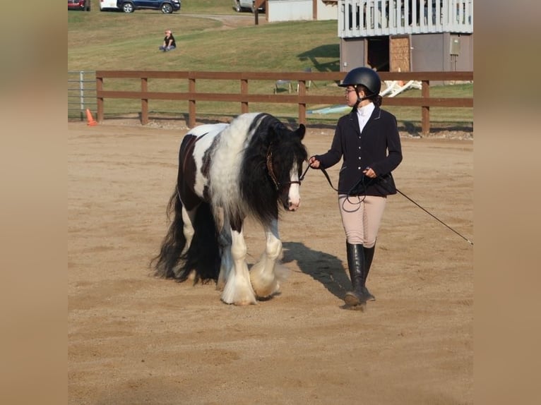Cob Irlandese / Tinker / Gypsy Vanner Castrone 6 Anni 127 cm Tobiano-tutti i colori in Howell