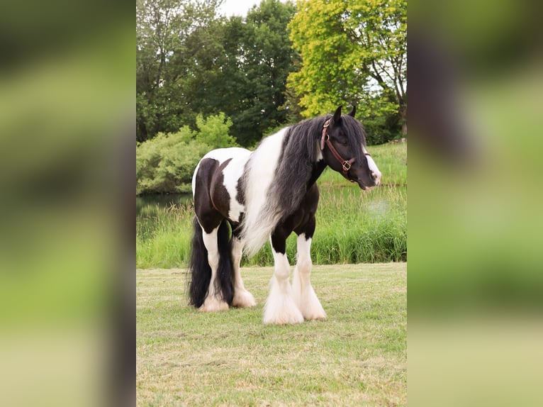 Cob Irlandese / Tinker / Gypsy Vanner Castrone 6 Anni 127 cm Tobiano-tutti i colori in Howell