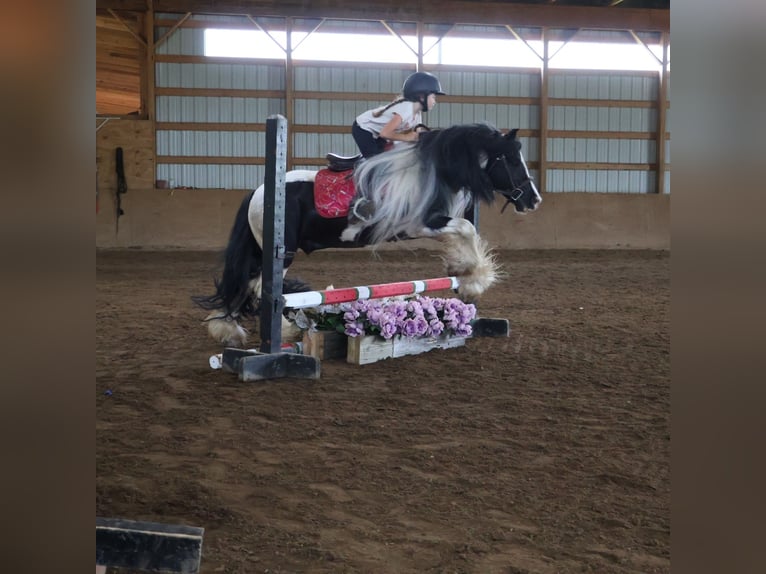 Cob Irlandese / Tinker / Gypsy Vanner Castrone 6 Anni 127 cm Tobiano-tutti i colori in Howell