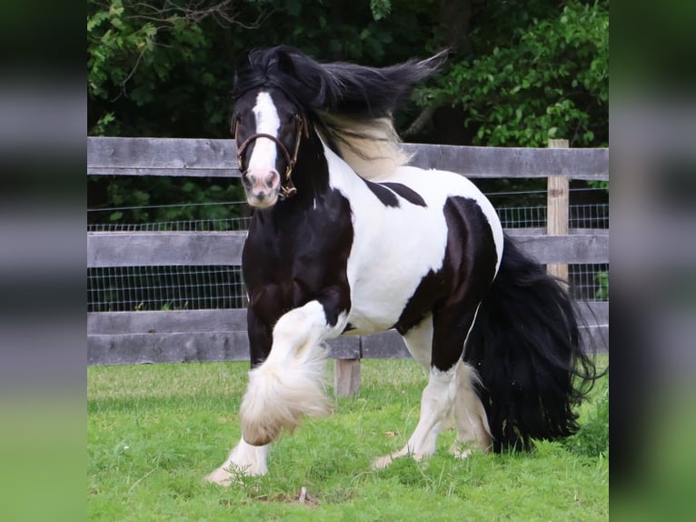 Cob Irlandese / Tinker / Gypsy Vanner Castrone 6 Anni 127 cm Tobiano-tutti i colori in Howell