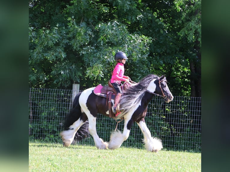 Cob Irlandese / Tinker / Gypsy Vanner Castrone 6 Anni 127 cm Tobiano-tutti i colori in Howell