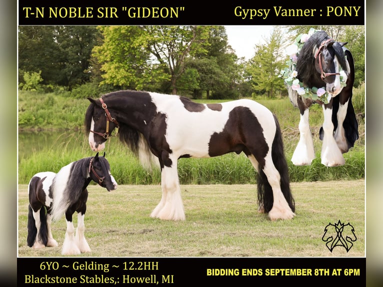 Cob Irlandese / Tinker / Gypsy Vanner Castrone 6 Anni 127 cm Tobiano-tutti i colori in Howell