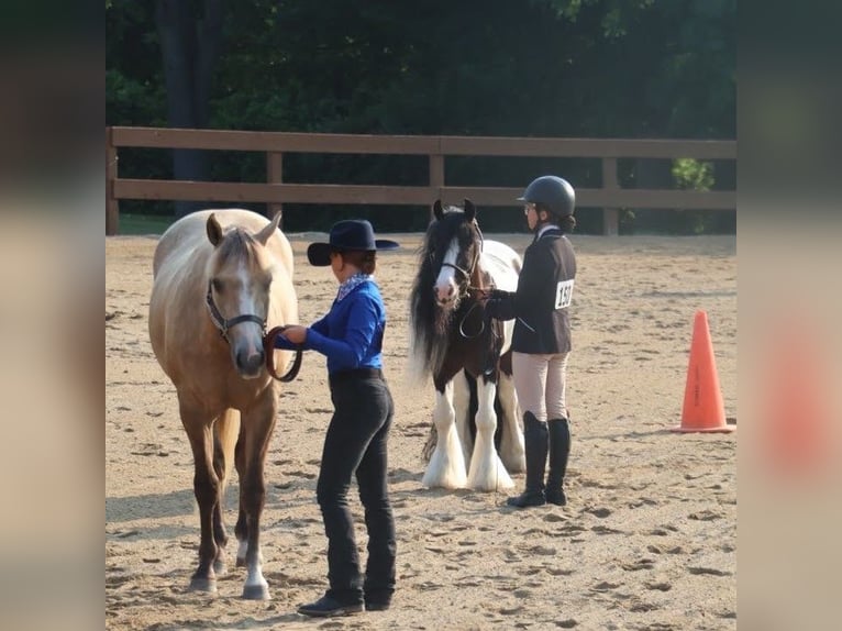 Cob Irlandese / Tinker / Gypsy Vanner Castrone 6 Anni 127 cm Tobiano-tutti i colori in Howell