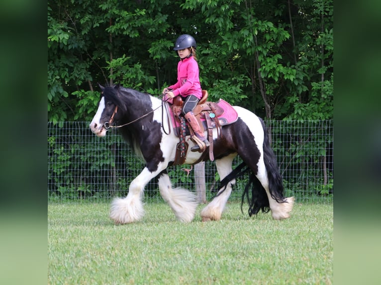 Cob Irlandese / Tinker / Gypsy Vanner Castrone 6 Anni 127 cm Tobiano-tutti i colori in Howell