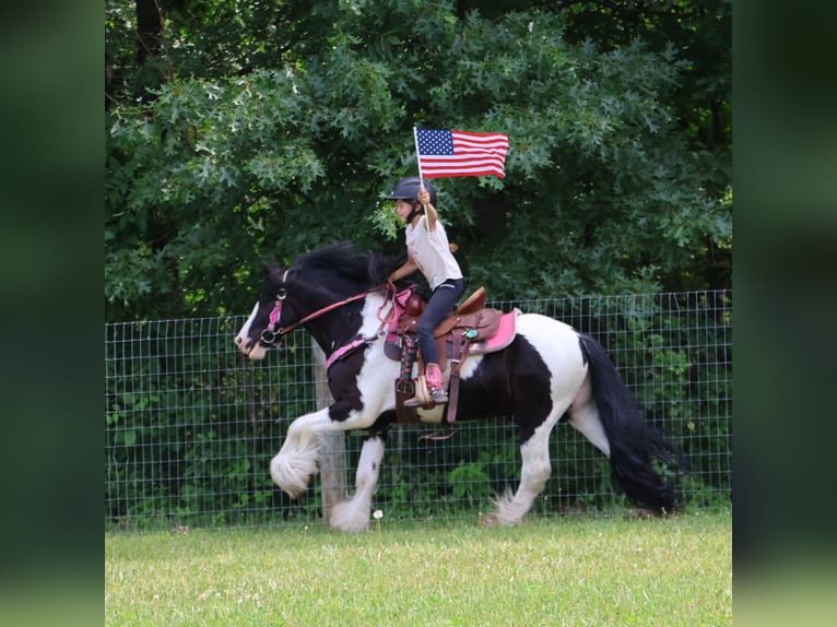 Cob Irlandese / Tinker / Gypsy Vanner Castrone 6 Anni 127 cm Tobiano-tutti i colori in Howell