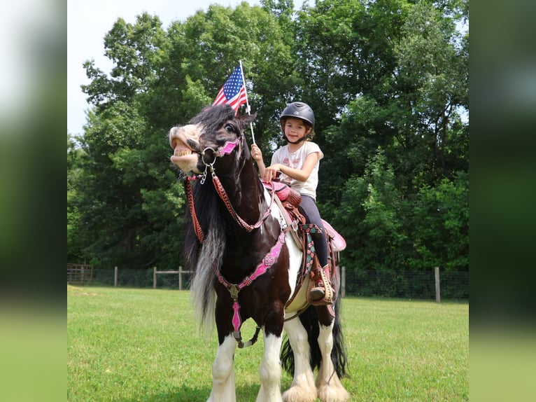 Cob Irlandese / Tinker / Gypsy Vanner Castrone 6 Anni 127 cm Tobiano-tutti i colori in Howell
