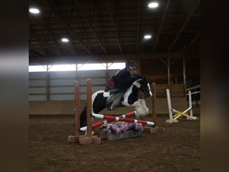 Cob Irlandese / Tinker / Gypsy Vanner Castrone 6 Anni 127 cm Tobiano-tutti i colori in Howell