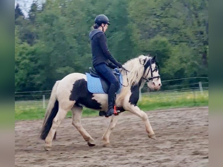 Cob Irlandese / Tinker / Gypsy Vanner Castrone 6 Anni 129 cm Pezzato in Isny im Allg&#xE4;u