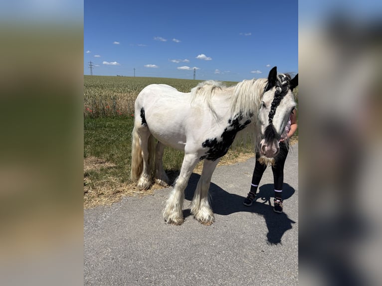 Cob Irlandese / Tinker / Gypsy Vanner Castrone 6 Anni 130 cm Leopard in Kornwestheim