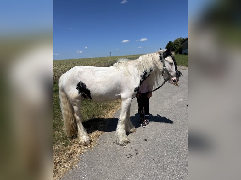 Cob Irlandese / Tinker / Gypsy Vanner Castrone 6 Anni 130 cm Leopard in Kornwestheim