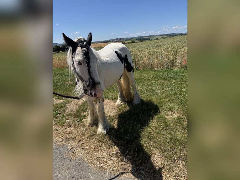 Cob Irlandese / Tinker / Gypsy Vanner Castrone 6 Anni 130 cm Leopard in Kornwestheim