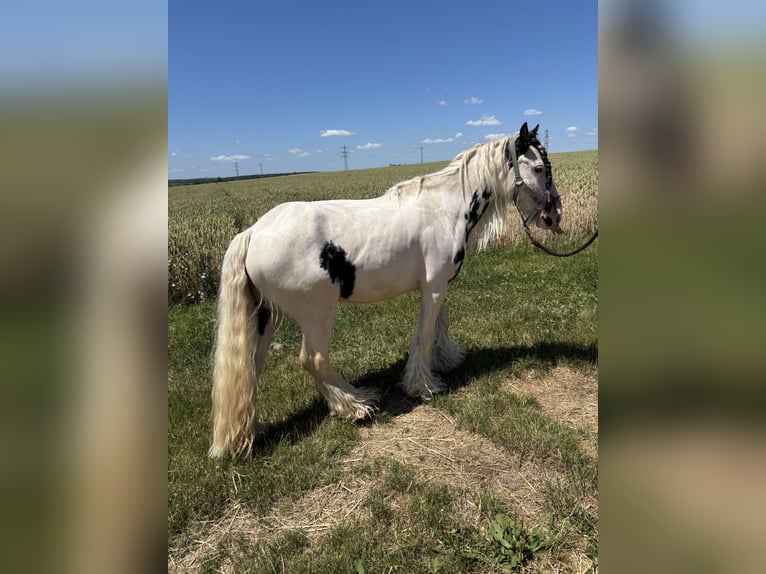 Cob Irlandese / Tinker / Gypsy Vanner Castrone 6 Anni 130 cm Leopard in Kornwestheim