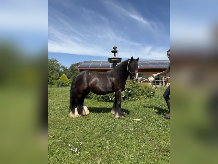 Cob Irlandese / Tinker / Gypsy Vanner Castrone 6 Anni 130 cm Morello in Achstetten