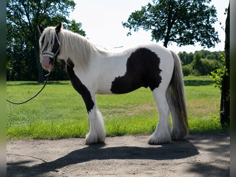 Cob Irlandese / Tinker / Gypsy Vanner Castrone 6 Anni 130 cm Pezzato in Lathen
