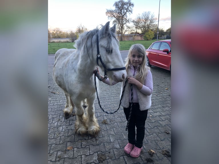 Cob Irlandese / Tinker / Gypsy Vanner Castrone 6 Anni 135 cm Bianco in Gosseltshausen