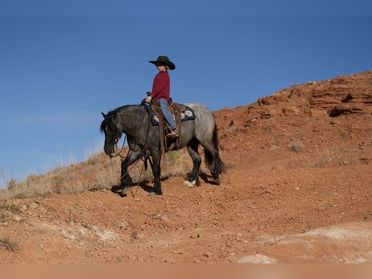 Cob Irlandese / Tinker / Gypsy Vanner Mix Castrone 6 Anni 135 cm Roano blu in Canyon, TX