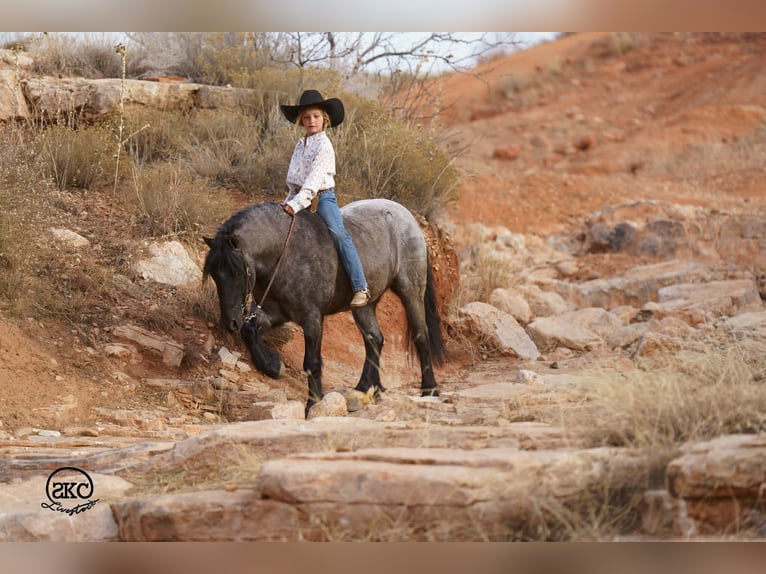 Cob Irlandese / Tinker / Gypsy Vanner Mix Castrone 6 Anni 135 cm Roano blu in Canyon, TX
