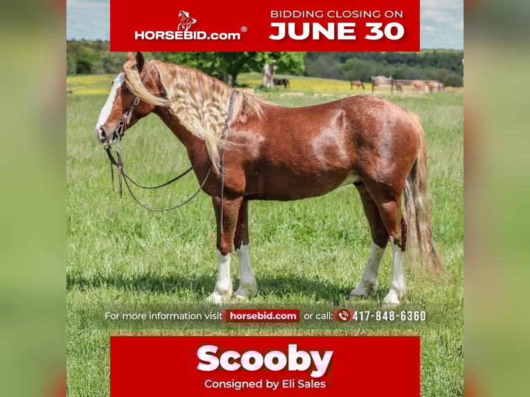 Cob Irlandese / Tinker / Gypsy Vanner Mix Castrone 6 Anni 135 cm Roano rosso in Rogersville, MO
