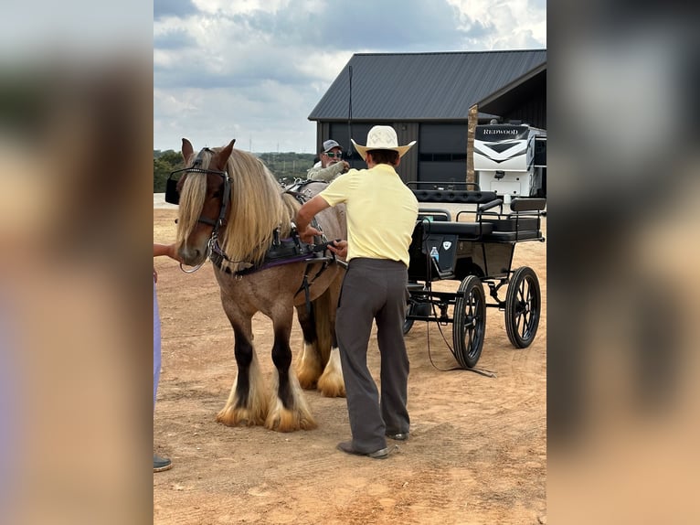 Cob Irlandese / Tinker / Gypsy Vanner Castrone 6 Anni 137 cm in Cisco, TX