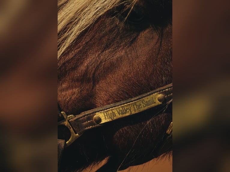 Cob Irlandese / Tinker / Gypsy Vanner Castrone 6 Anni 137 cm in Cisco, TX