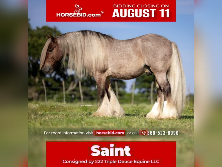 Cob Irlandese / Tinker / Gypsy Vanner Castrone 6 Anni 137 cm in Cisco, TX