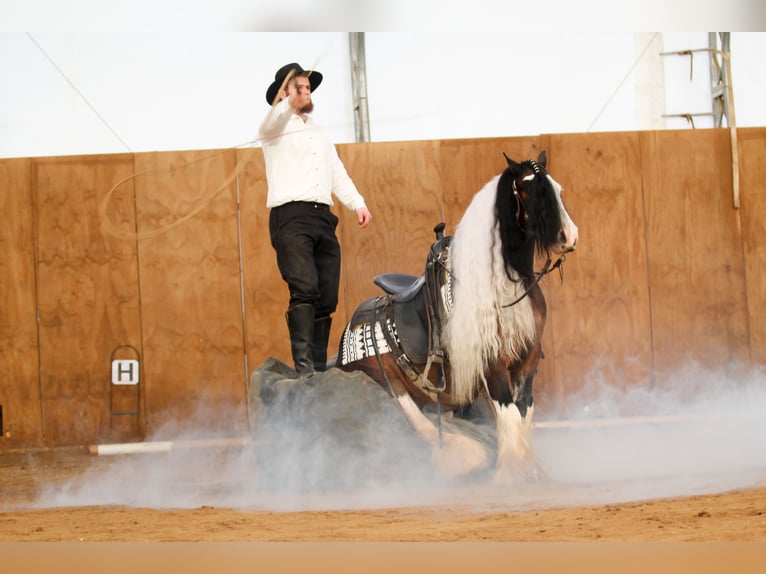 Cob Irlandese / Tinker / Gypsy Vanner Castrone 6 Anni 137 cm Pezzato in Syracuse