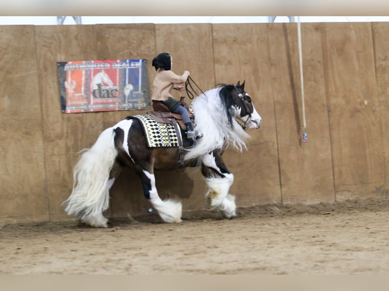 Cob Irlandese / Tinker / Gypsy Vanner Castrone 6 Anni 137 cm Pezzato in Syracuse