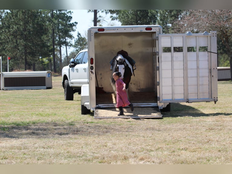 Cob Irlandese / Tinker / Gypsy Vanner Castrone 6 Anni 137 cm Pezzato in Syracuse