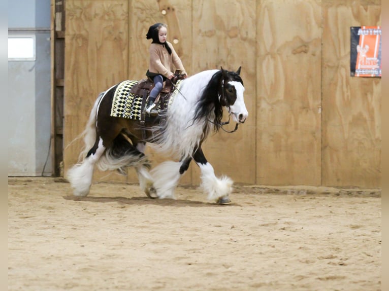 Cob Irlandese / Tinker / Gypsy Vanner Castrone 6 Anni 137 cm Pezzato in Syracuse