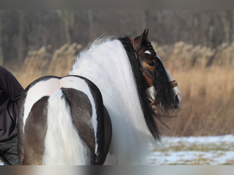 Cob Irlandese / Tinker / Gypsy Vanner Castrone 6 Anni 137 cm Pezzato in Syracuse