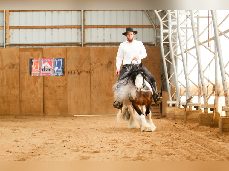 Cob Irlandese / Tinker / Gypsy Vanner Castrone 6 Anni 137 cm Pezzato in Syracuse