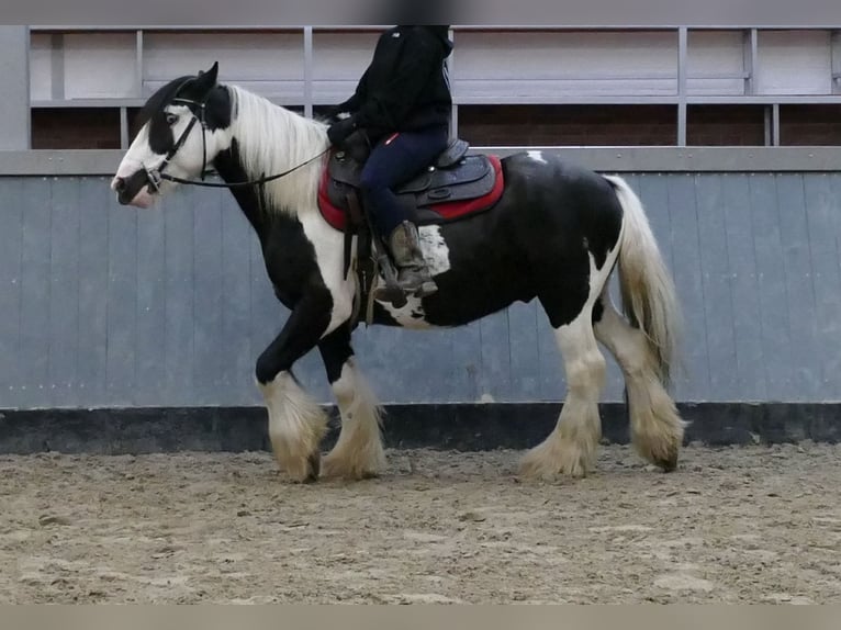 Cob Irlandese / Tinker / Gypsy Vanner Castrone 6 Anni 138 cm Pezzato in Lathen