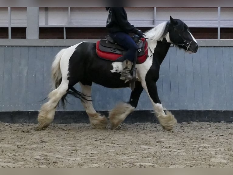 Cob Irlandese / Tinker / Gypsy Vanner Castrone 6 Anni 138 cm Pezzato in Lathen