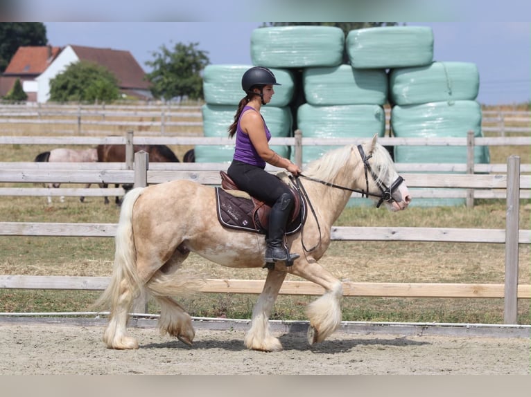 Cob Irlandese / Tinker / Gypsy Vanner Castrone 6 Anni 140 cm Palomino in Pepingen