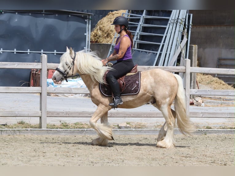 Cob Irlandese / Tinker / Gypsy Vanner Castrone 6 Anni 140 cm Palomino in Pepingen