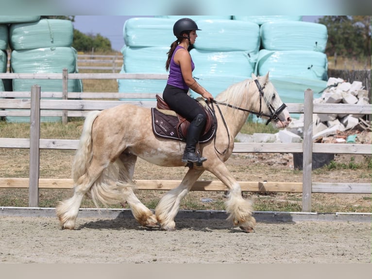 Cob Irlandese / Tinker / Gypsy Vanner Castrone 6 Anni 140 cm Palomino in Pepingen