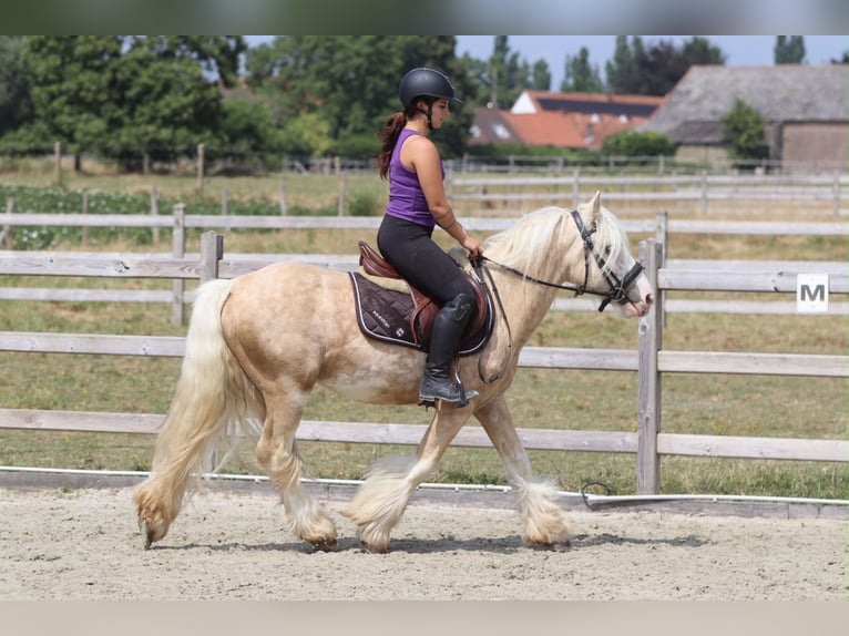 Cob Irlandese / Tinker / Gypsy Vanner Castrone 6 Anni 140 cm Palomino in Pepingen