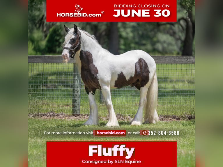 Cob Irlandese / Tinker / Gypsy Vanner Castrone 6 Anni 140 cm in Ocala, FL