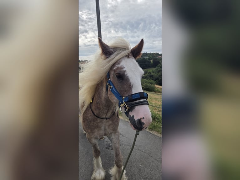 Cob Irlandese / Tinker / Gypsy Vanner Mix Castrone 6 Anni 141 cm Sauro in Herdecke