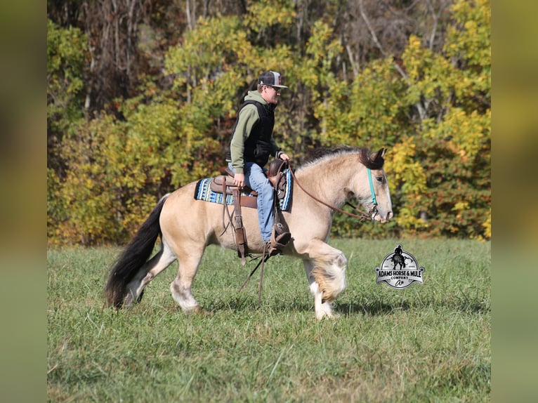 Cob Irlandese / Tinker / Gypsy Vanner Castrone 6 Anni 142 cm Pelle di daino in Mount Vernon