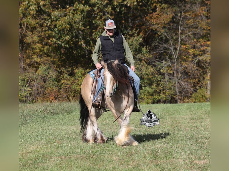 Cob Irlandese / Tinker / Gypsy Vanner Castrone 6 Anni 142 cm Pelle di daino in Mount Vernon