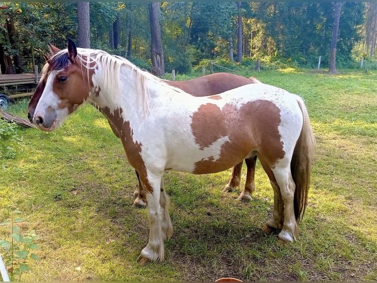 Cob Irlandese / Tinker / Gypsy Vanner Mix Castrone 6 Anni 142 cm Pezzato in Burgdorf