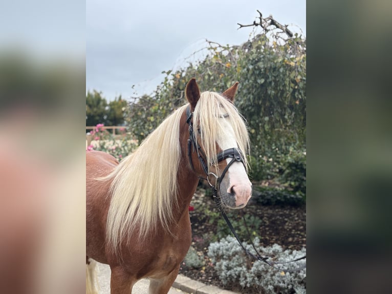 Cob Irlandese / Tinker / Gypsy Vanner Castrone 6 Anni 142 cm Sauro scuro in Iggingen