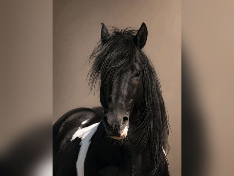 Cob Irlandese / Tinker / Gypsy Vanner Mix Castrone 6 Anni 143 cm Pezzato in ZeuthenZeuthen