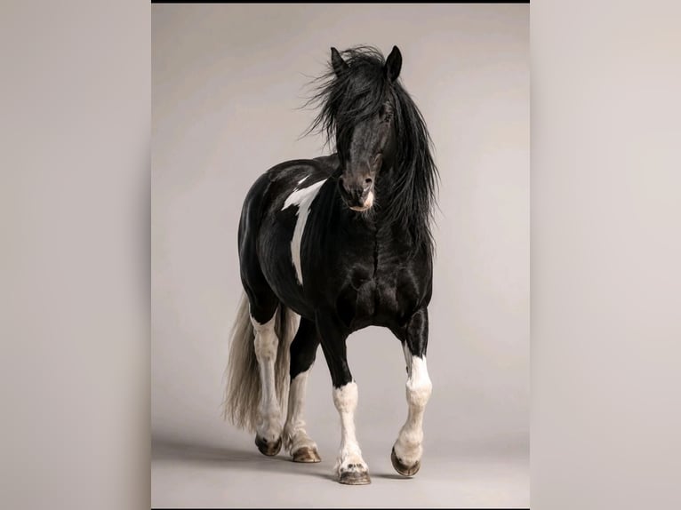 Cob Irlandese / Tinker / Gypsy Vanner Mix Castrone 6 Anni 143 cm Pezzato in ZeuthenZeuthen