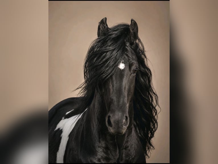 Cob Irlandese / Tinker / Gypsy Vanner Mix Castrone 6 Anni 143 cm Pezzato in ZeuthenZeuthen