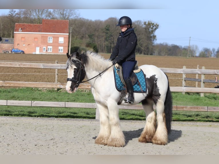 Cob Irlandese / Tinker / Gypsy Vanner Castrone 6 Anni 144 cm Pezzato in Pepingen